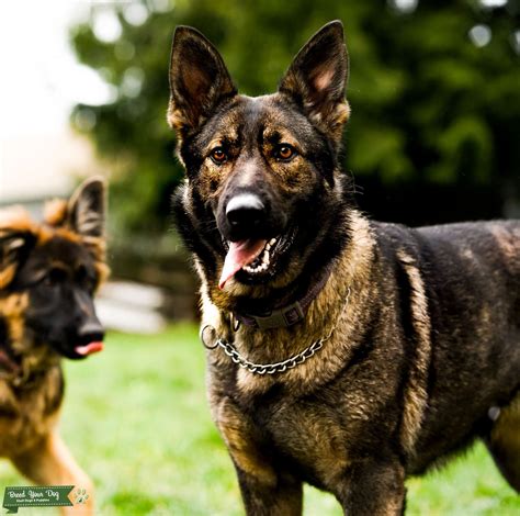 Torr is suitable for an experienced, strong and. . Czech working line german shepherd